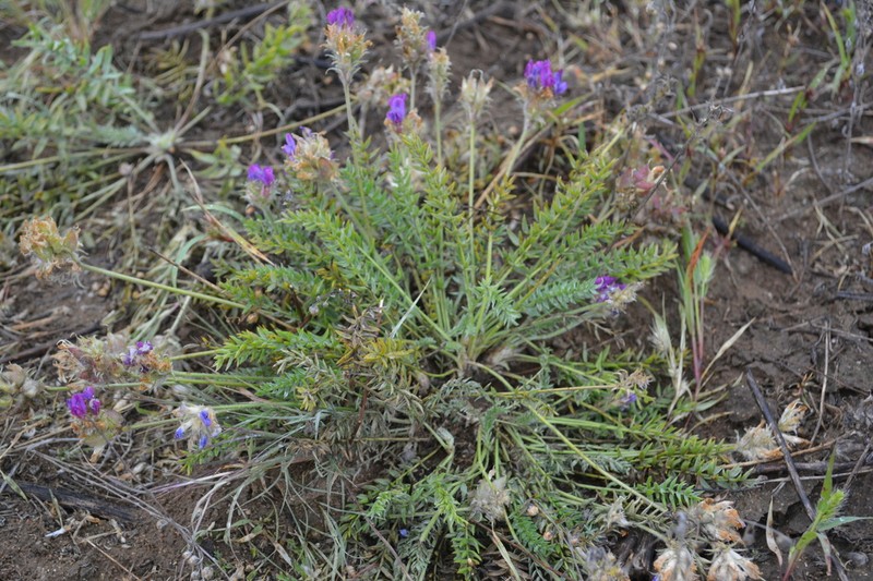 Oxytropis turczaninovii photo 3