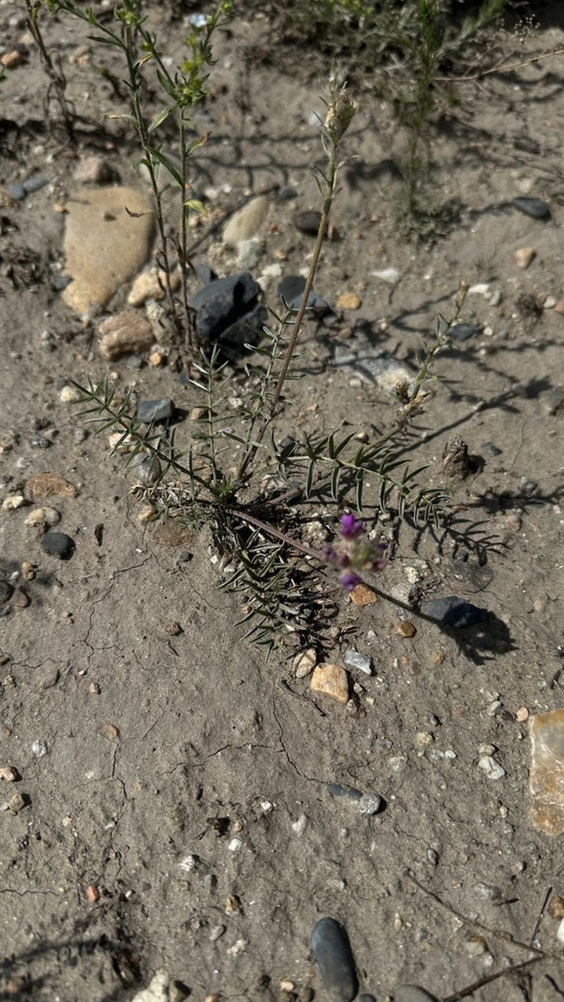 Oxytropis turczaninovii photo 4