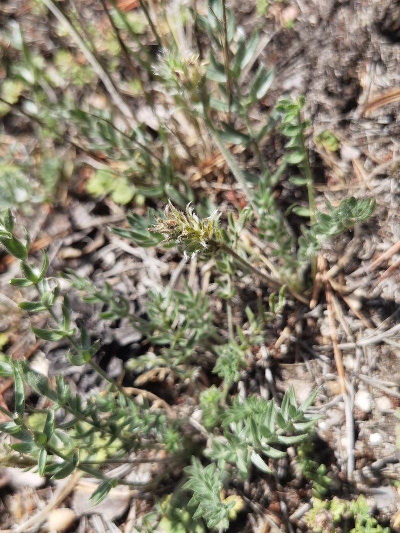 Oxytropis turczaninovii photo 5
