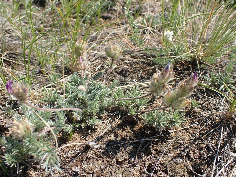 Oxytropis turczaninovii photo 6