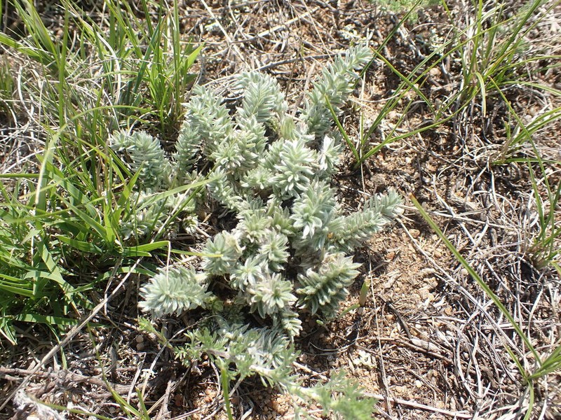 Oxytropis turczaninovii photo 7