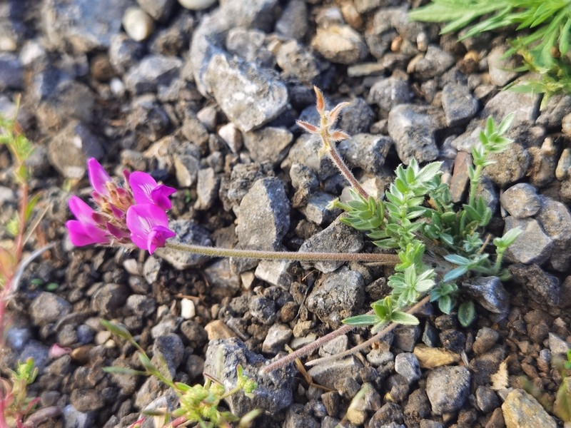 Oxytropis turczaninovii photo 8