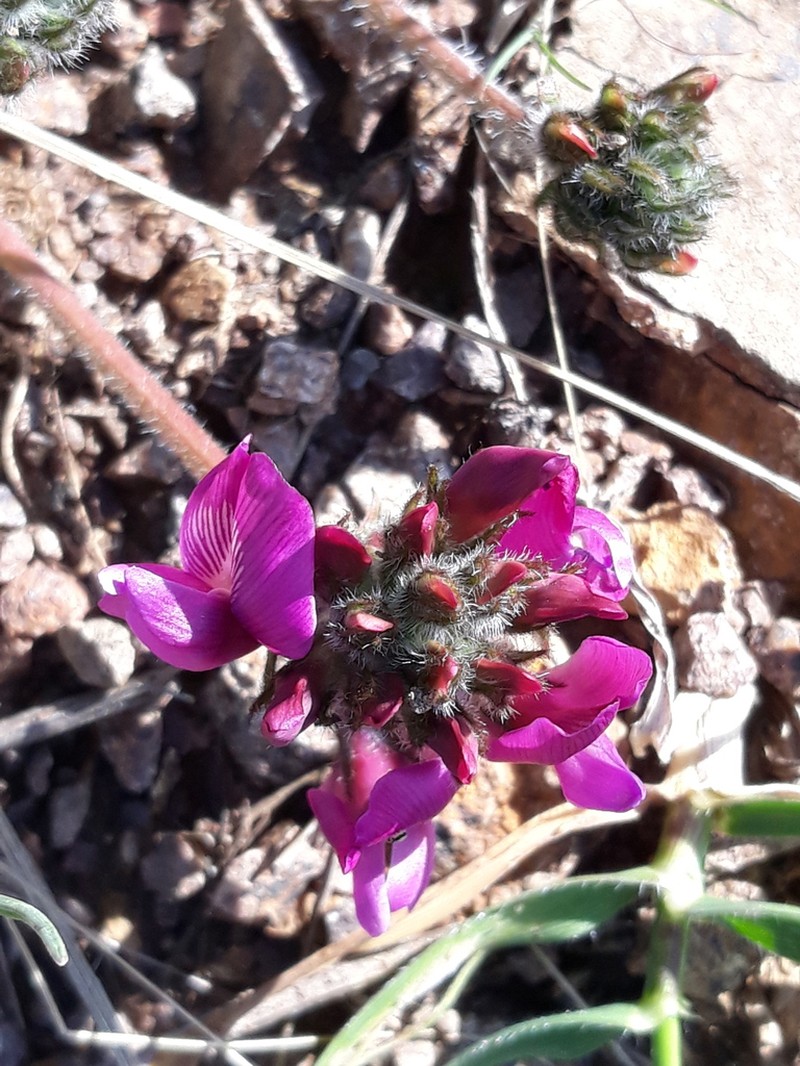 Oxytropis ugamica