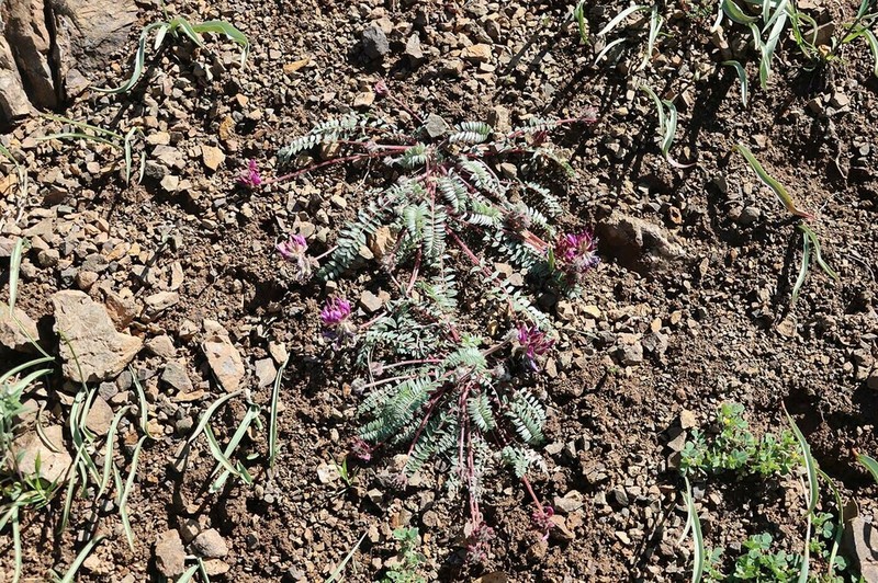 Oxytropis ugamica photo 2