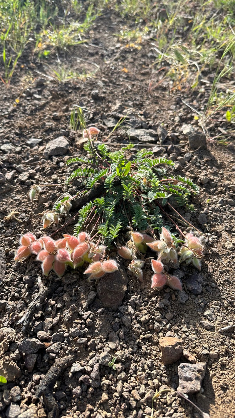 Oxytropis ugamica photo 3