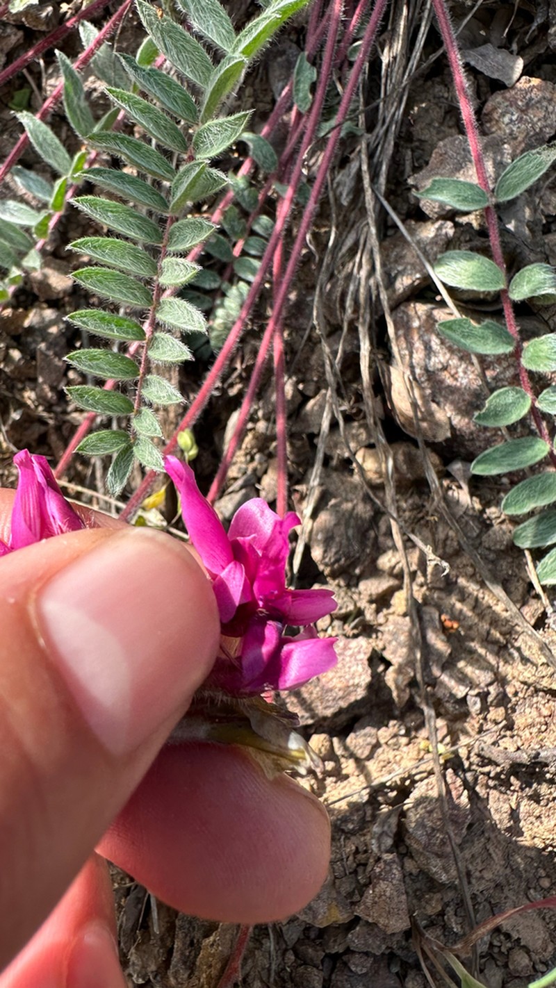 Oxytropis ugamica photo 4
