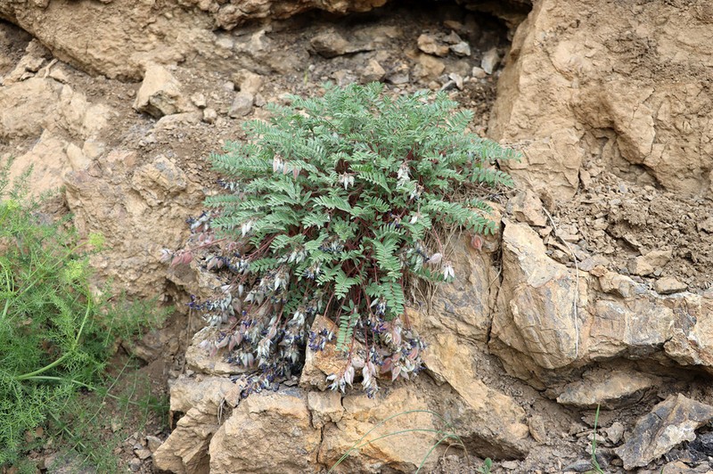 Oxytropis ugamica photo 7