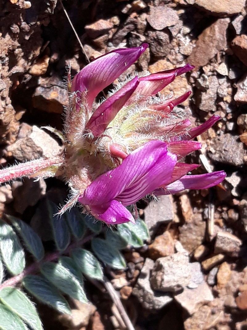 Oxytropis ugamica photo 8