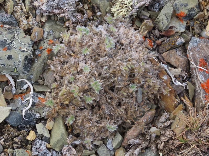 Oxytropis uniflora