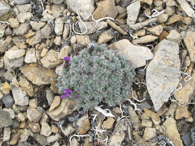Oxytropis uniflora photo 3