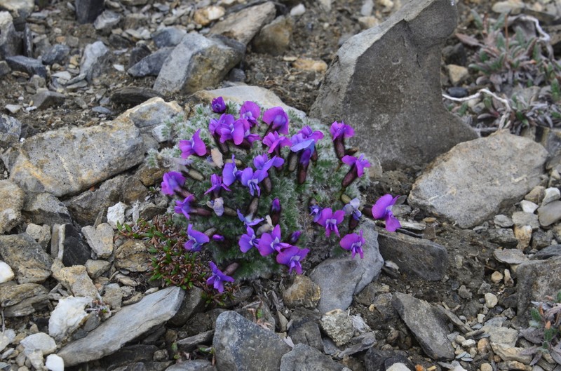 Oxytropis uniflora photo 4