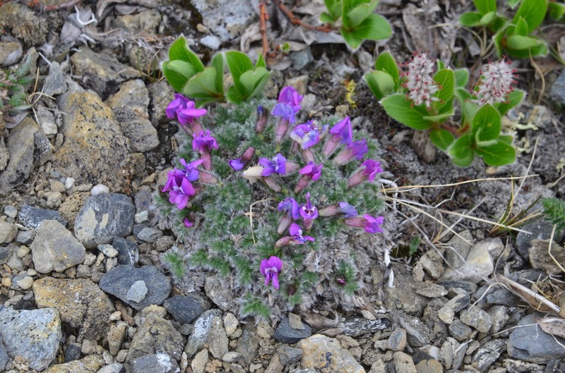 Oxytropis uniflora photo 5