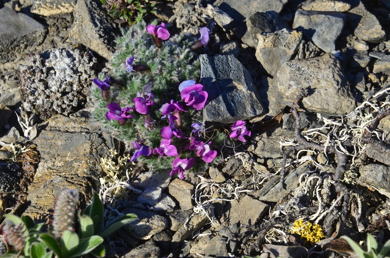Oxytropis uniflora photo 6