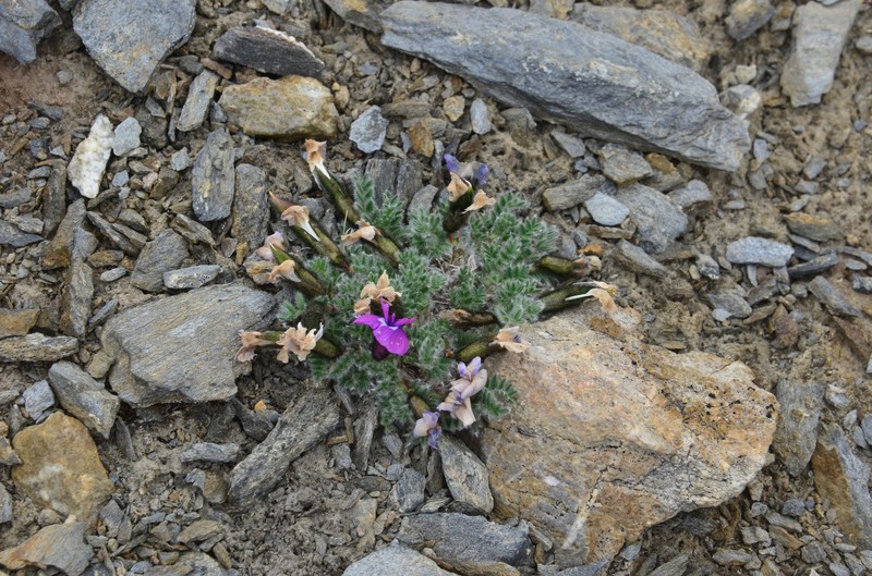 Oxytropis uniflora photo 7