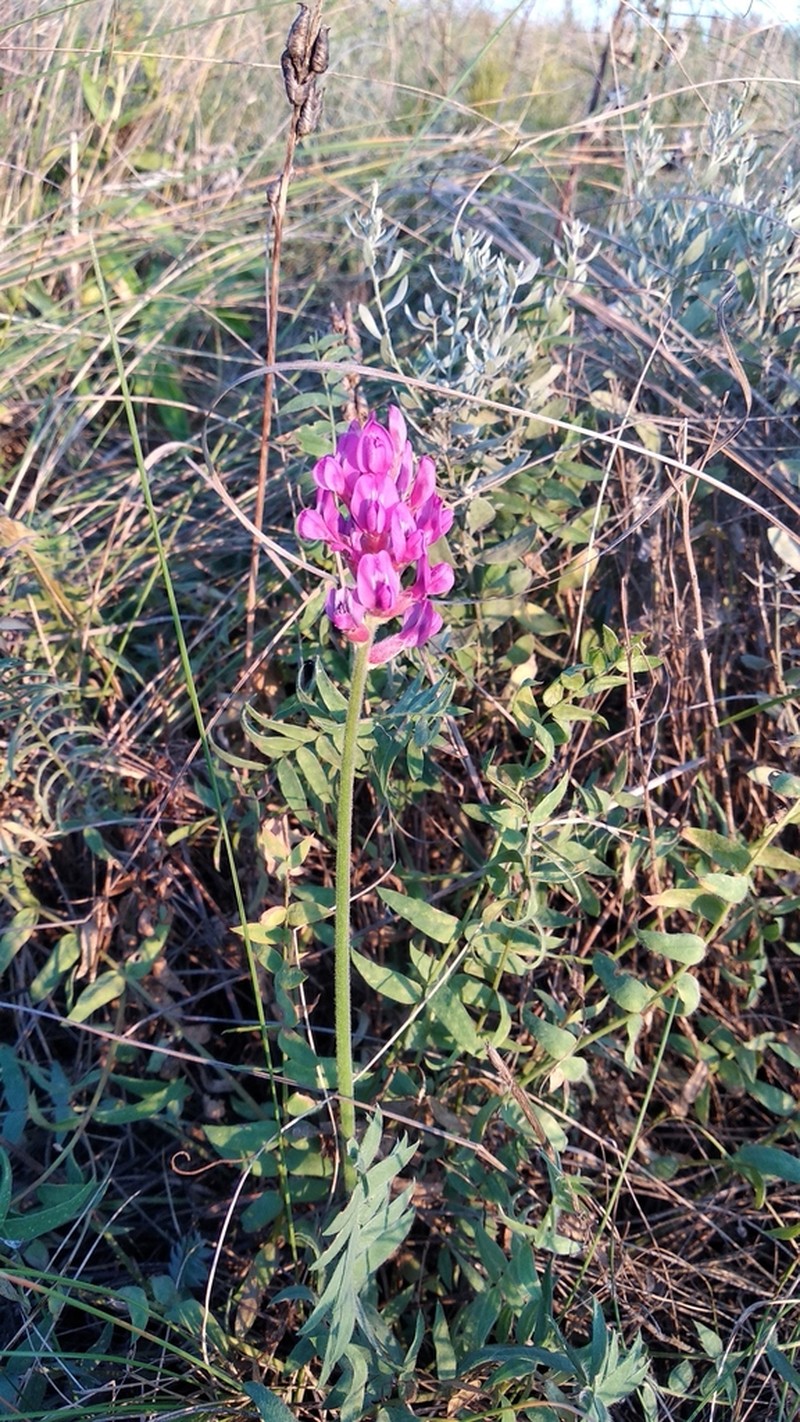 Oxytropis uralensis