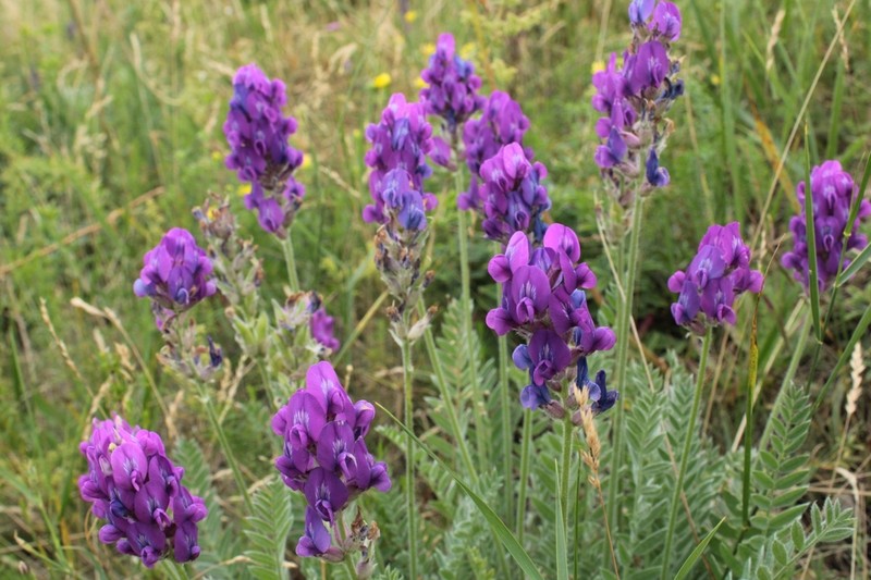 Oxytropis uralensis photo 2