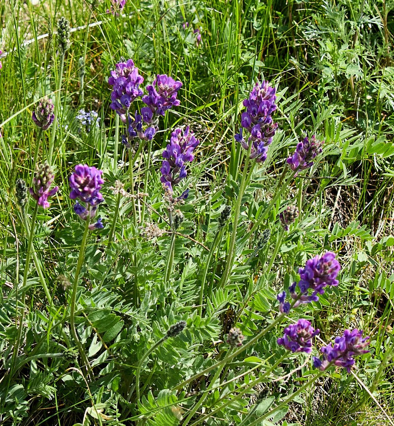 Oxytropis uralensis photo 3
