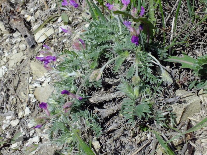 Oxytropis uralensis photo 4