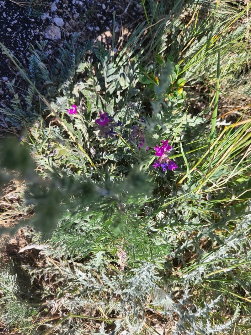 Oxytropis uralensis photo 5
