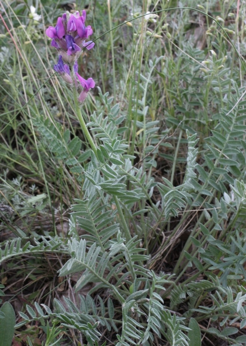 Oxytropis uralensis photo 6