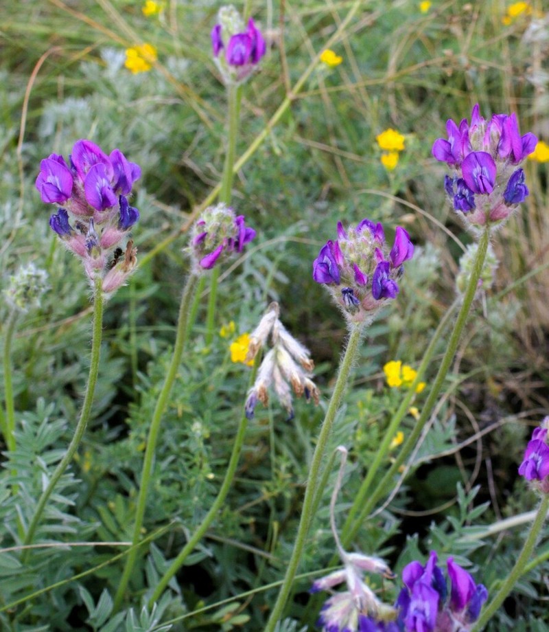 Oxytropis uralensis photo 7
