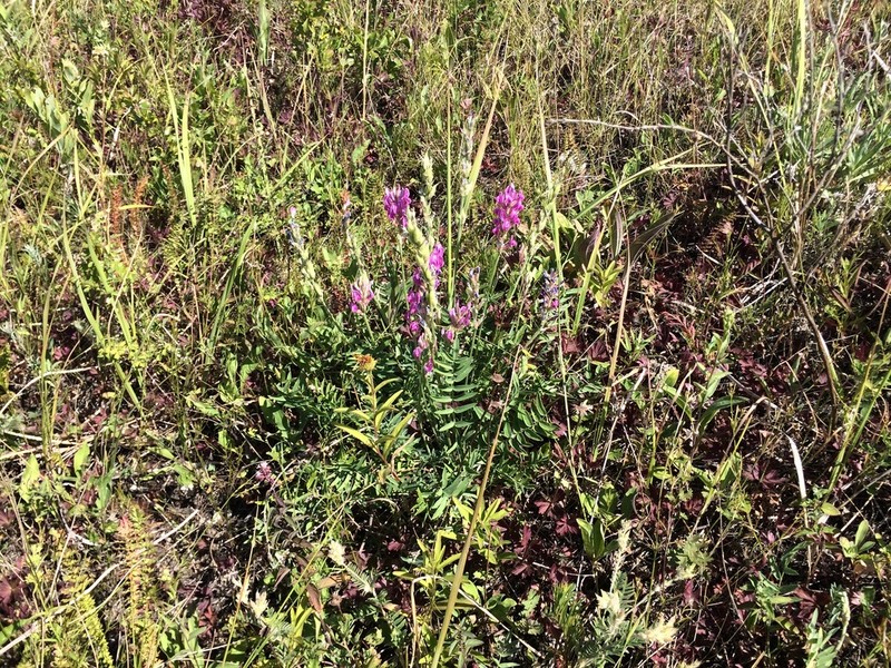 Oxytropis uralensis photo 8