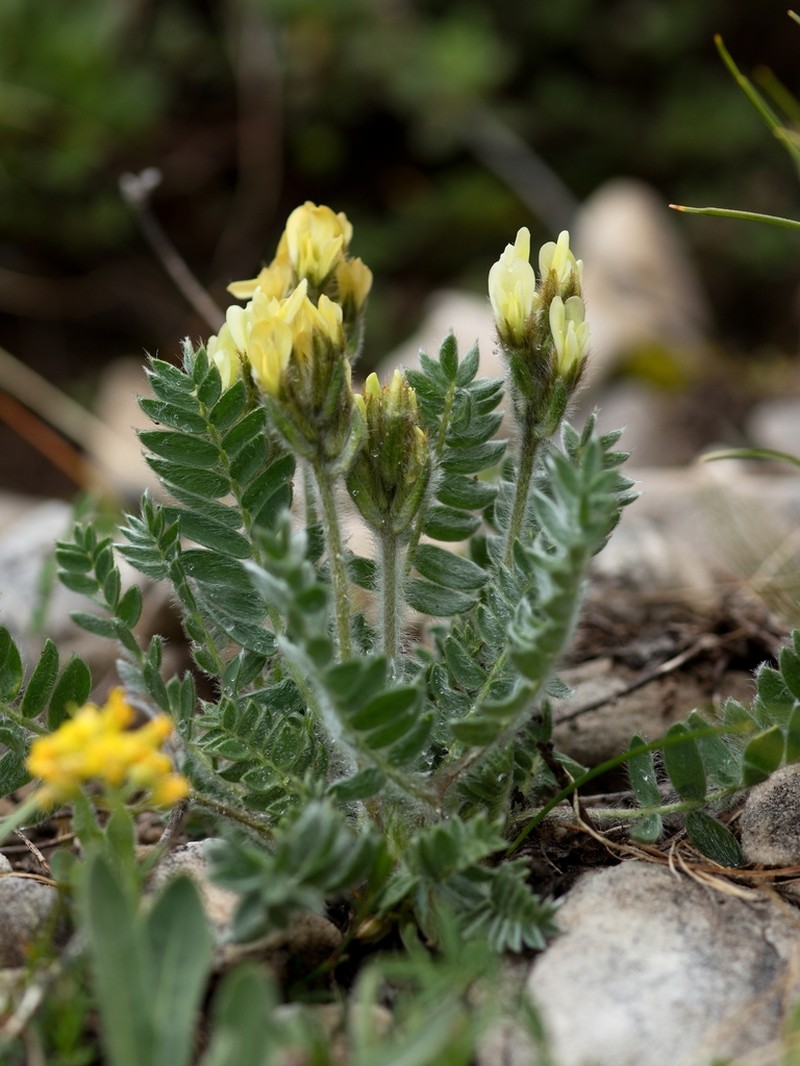 Oxytropis urumovii photo 2