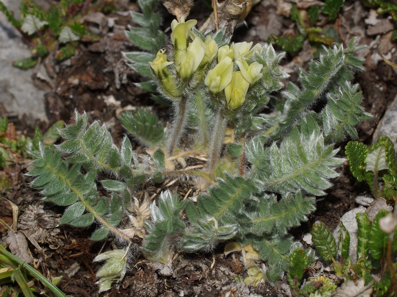 Oxytropis urumovii photo 3