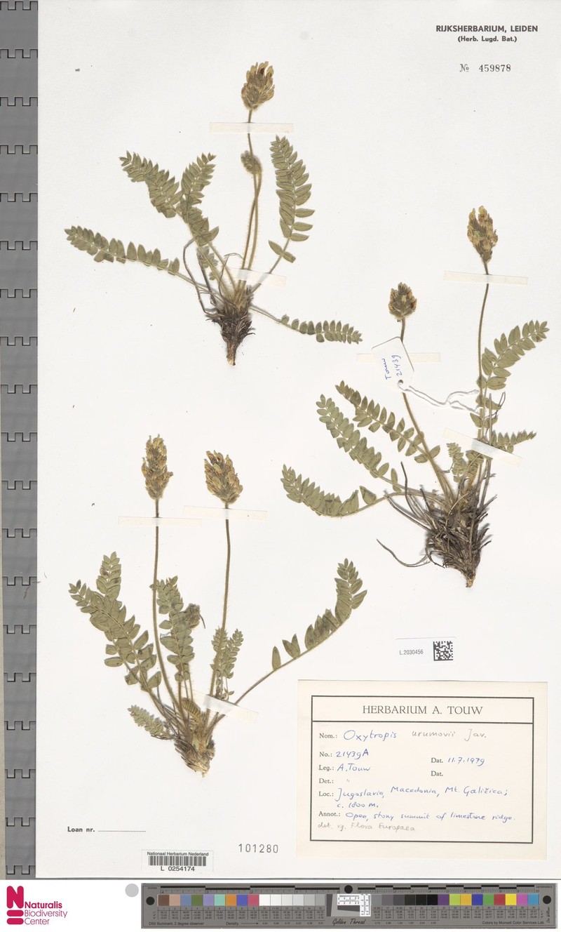 Oxytropis urumovii photo 6