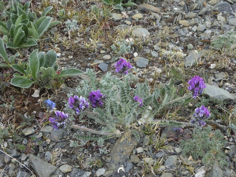 Oxytropis uschakovii photo 2