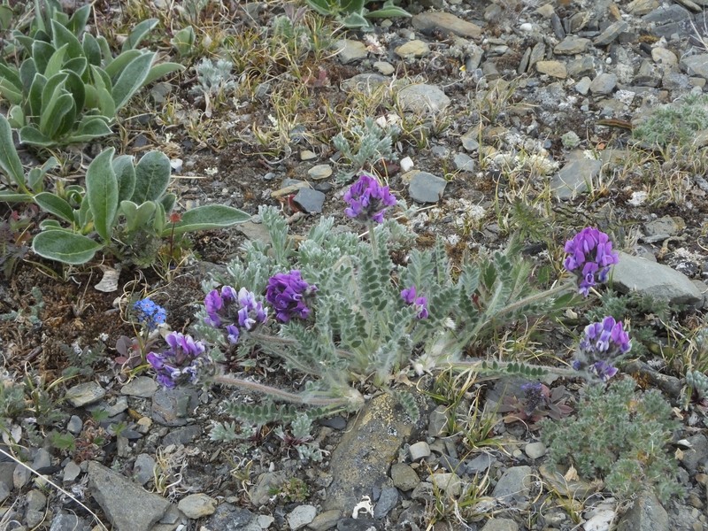 Oxytropis uschakovii photo 5