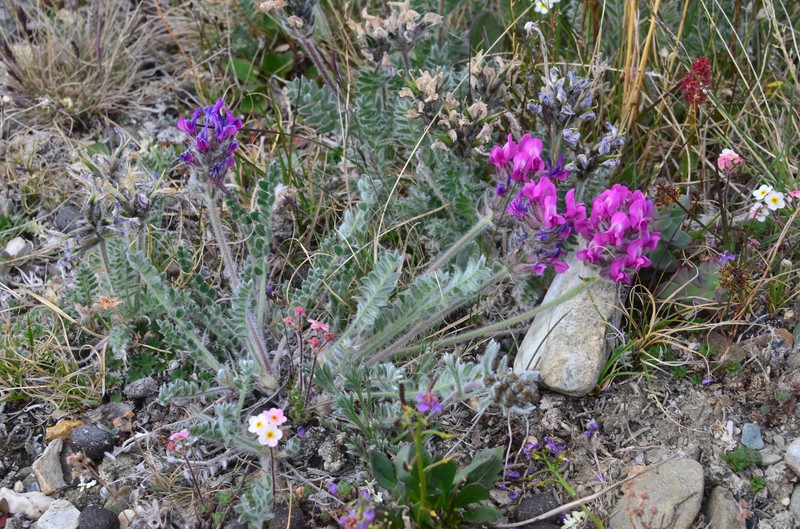 Oxytropis uschakovii photo 6