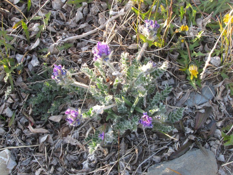 Oxytropis uschakovii photo 7