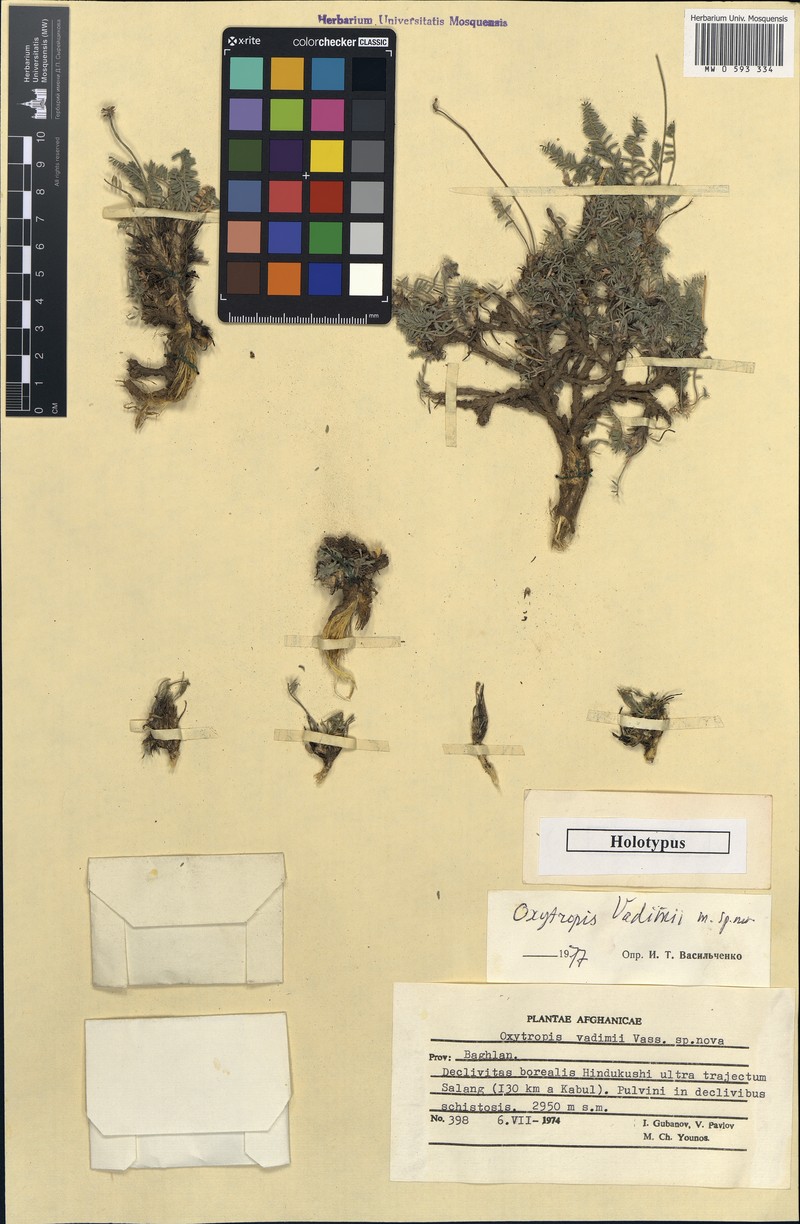 Oxytropis vadimii