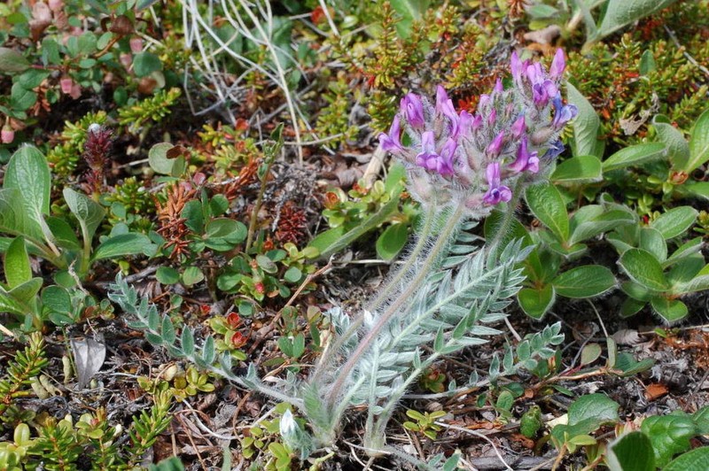 Oxytropis vassilczenkoi photo 2