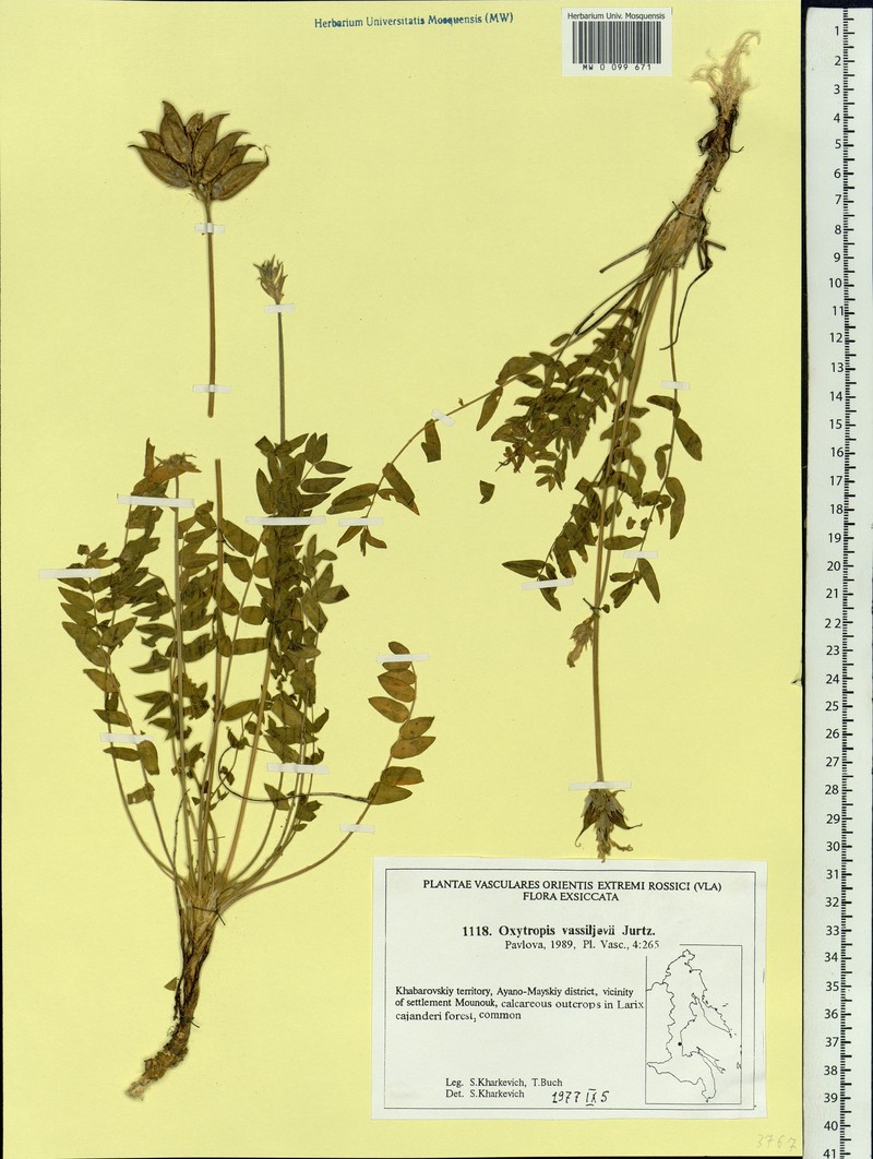 Oxytropis vassilievii