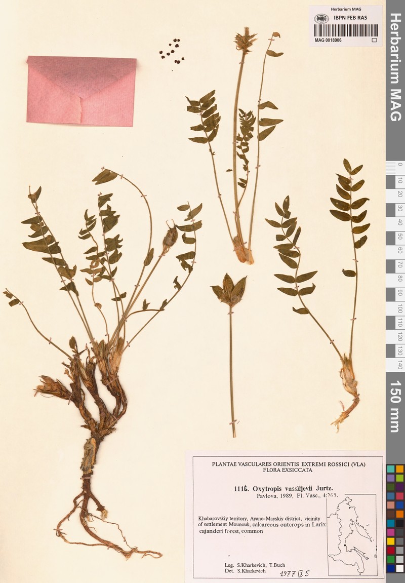 Oxytropis vassilievii photo 2