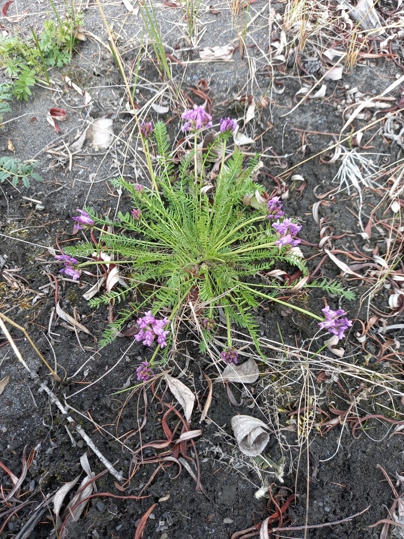 Oxytropis vasskovskyi photo 2