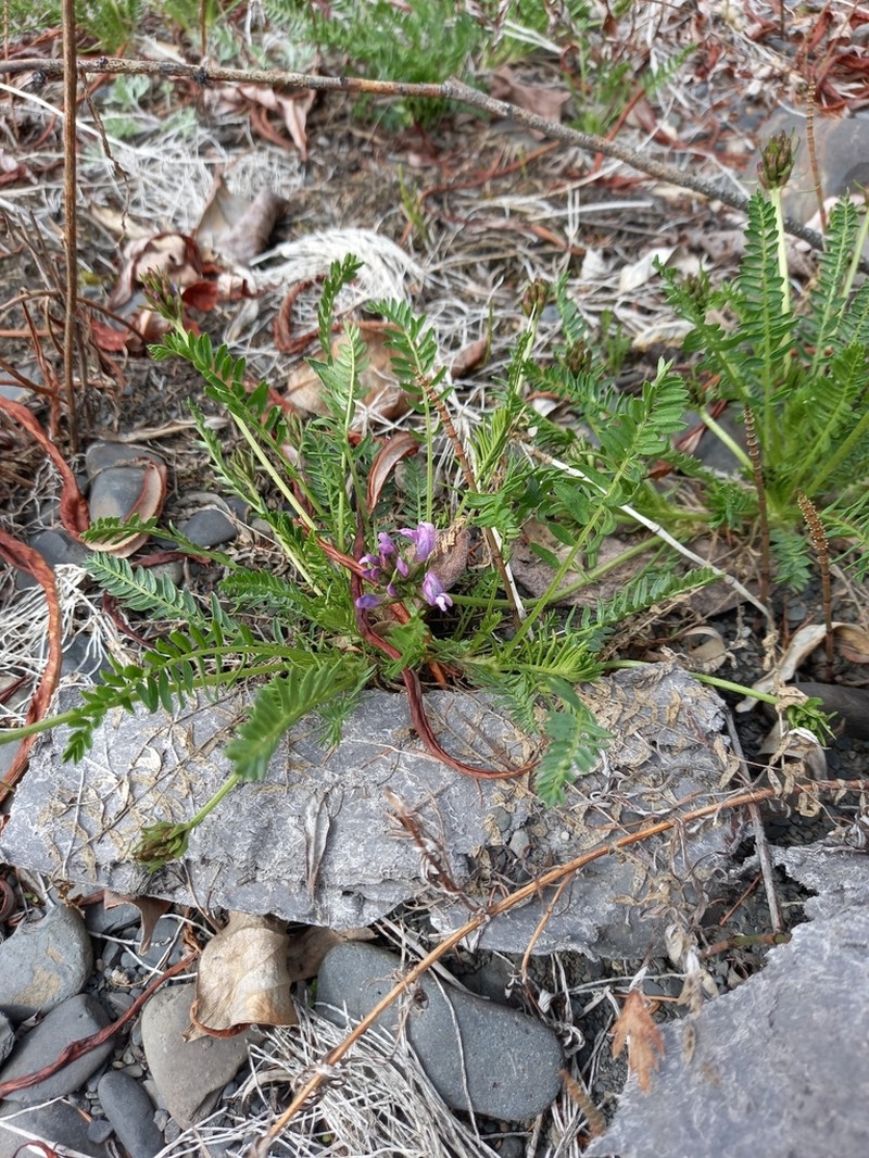 Oxytropis vasskovskyi photo 3