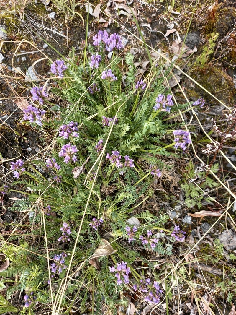 Oxytropis vasskovskyi photo 4