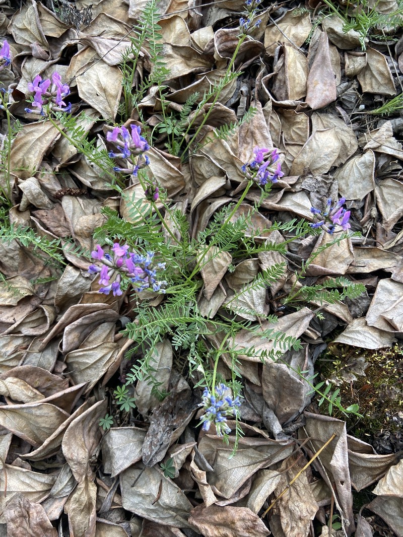Oxytropis vasskovskyi photo 6