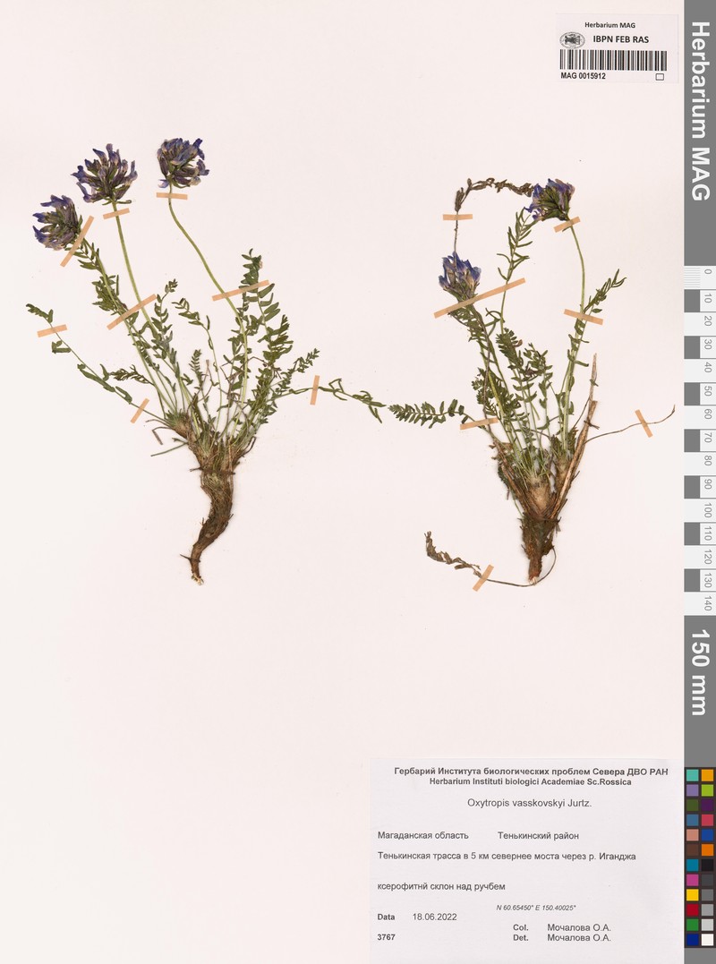 Oxytropis vasskovskyi photo 8