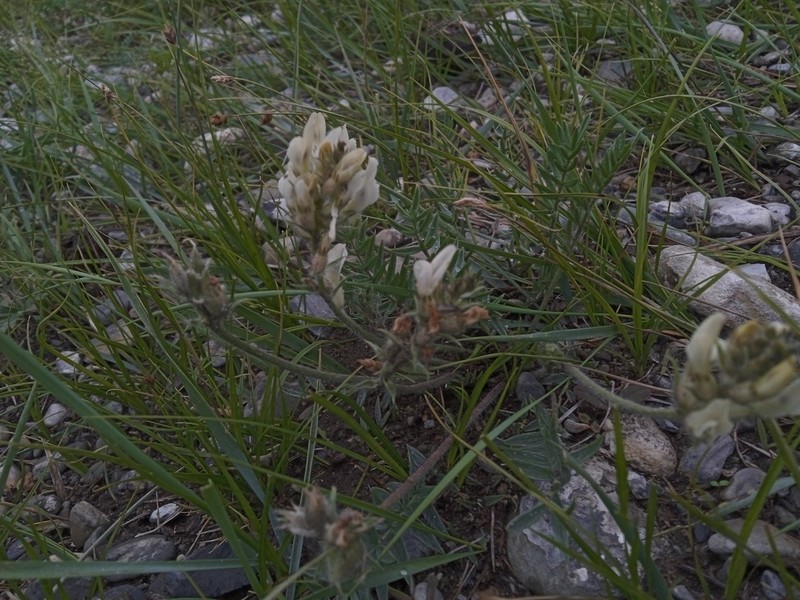 Oxytropis viridiflava photo 2