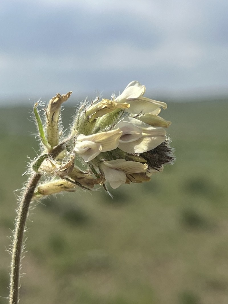 Oxytropis viridiflava photo 3