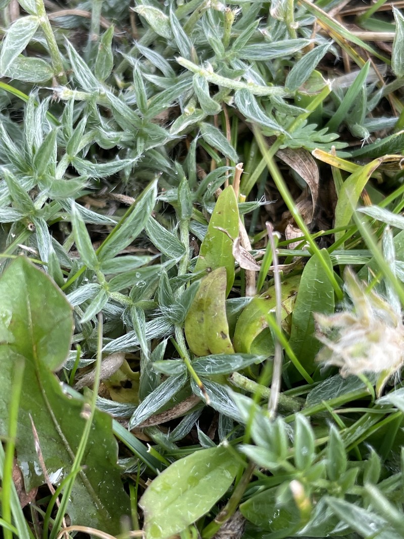 Oxytropis viridiflava photo 4