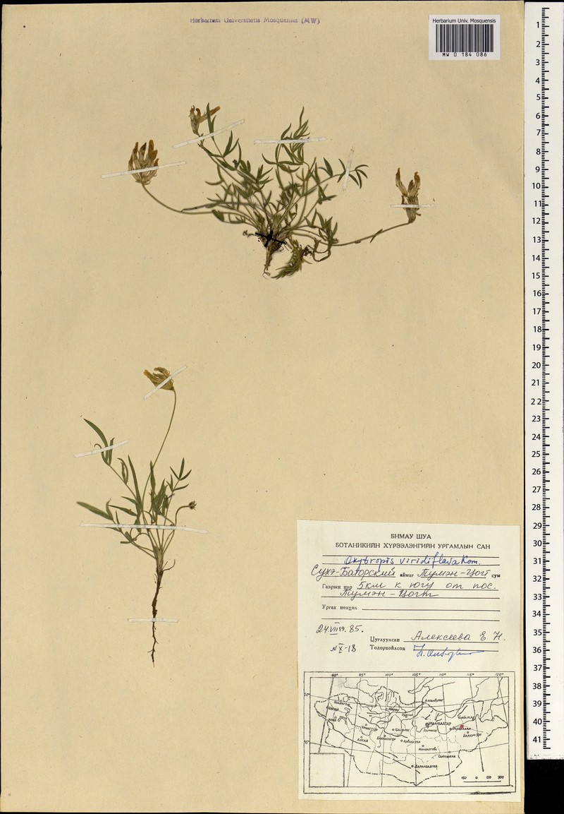 Oxytropis viridiflava photo 5
