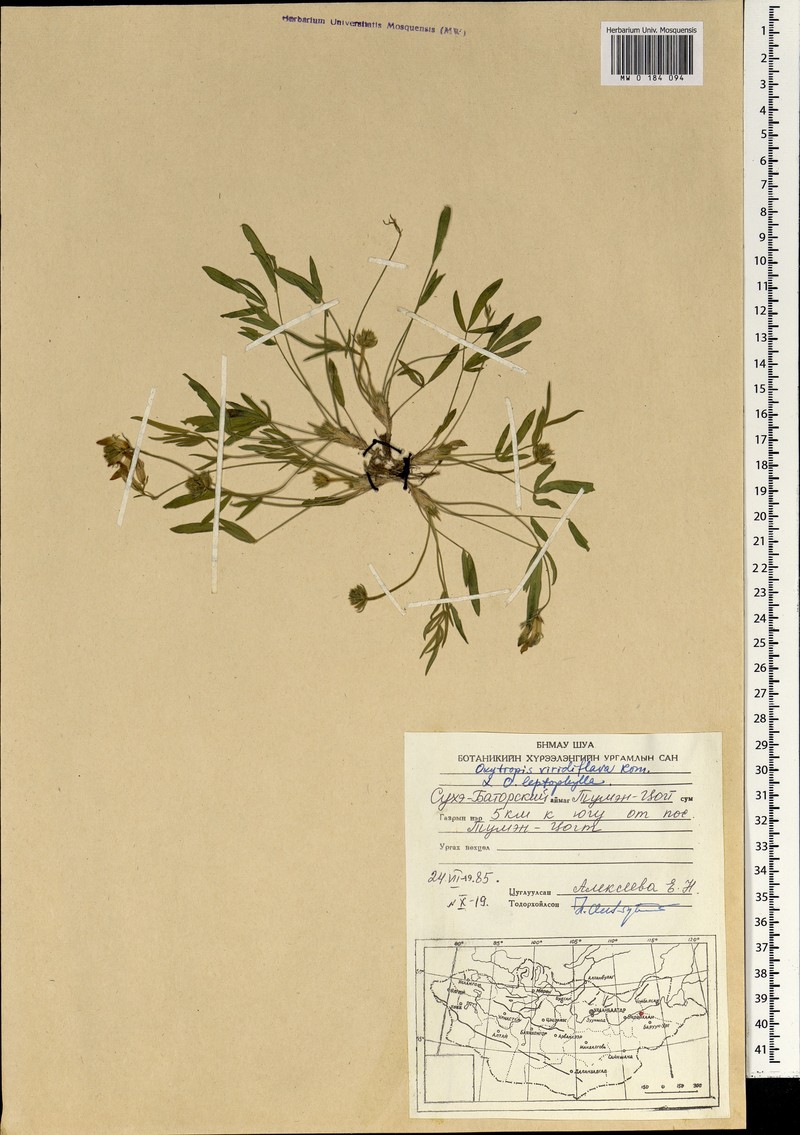 Oxytropis viridiflava photo 6
