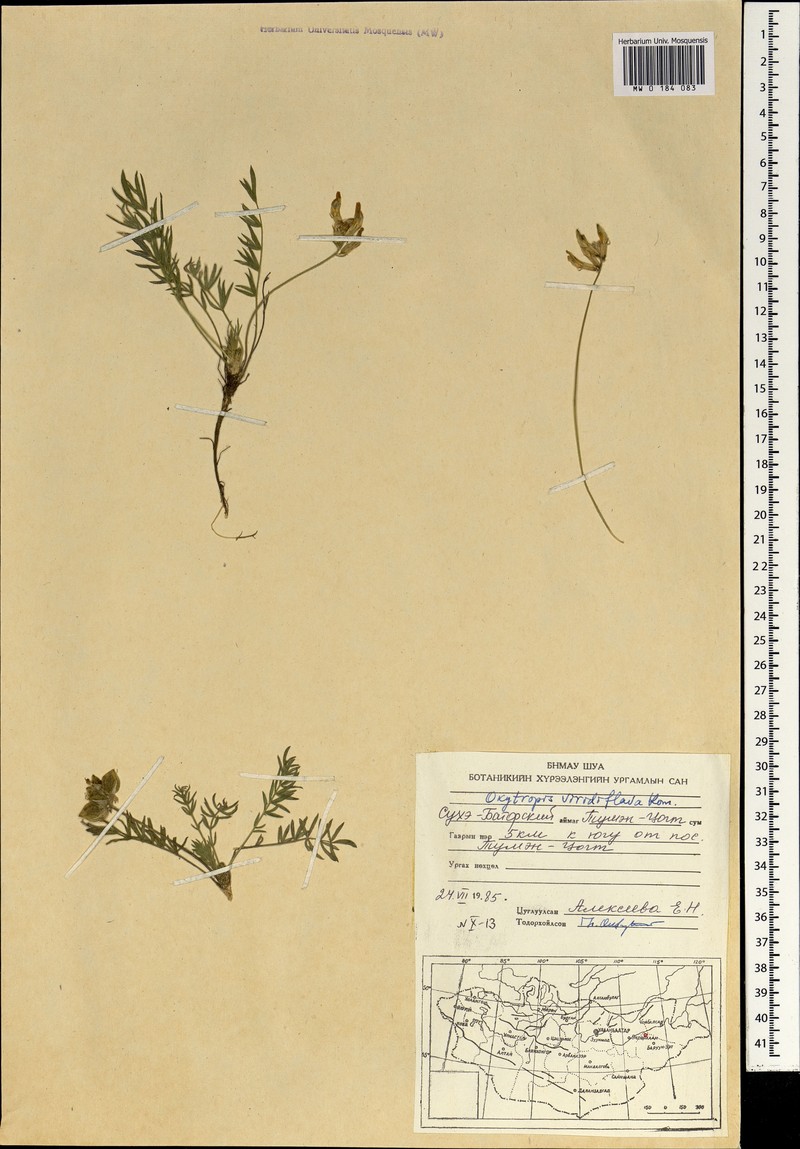 Oxytropis viridiflava photo 7