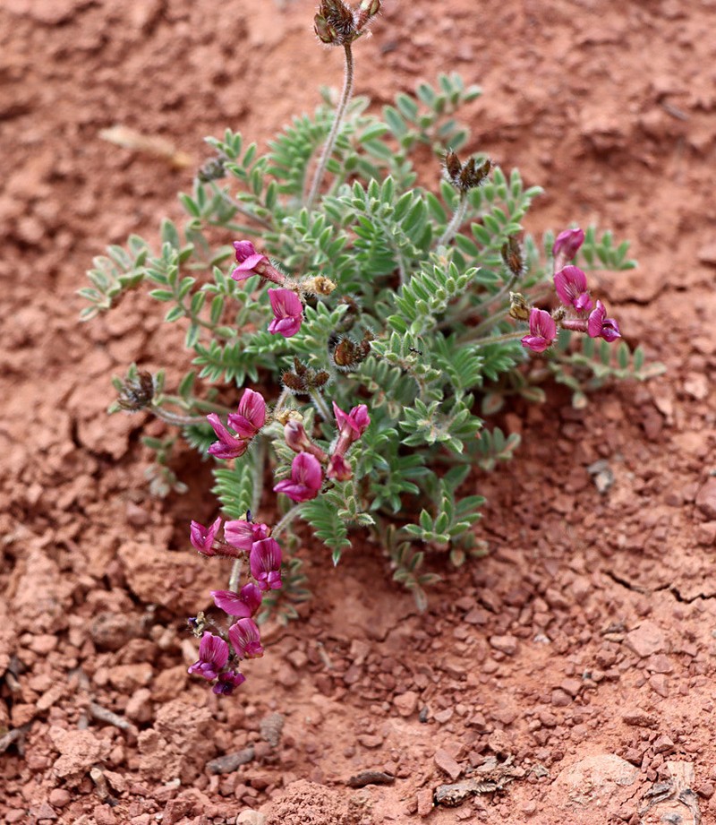 Oxytropis vvedenskyi