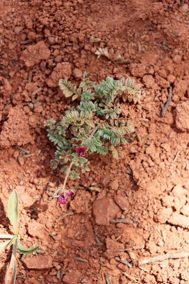 Oxytropis vvedenskyi photo 2
